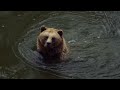 Brown Cut Bear Bear In The Blue House 4K HD