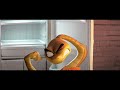 Mr Snake Going Crazy Bad Guys