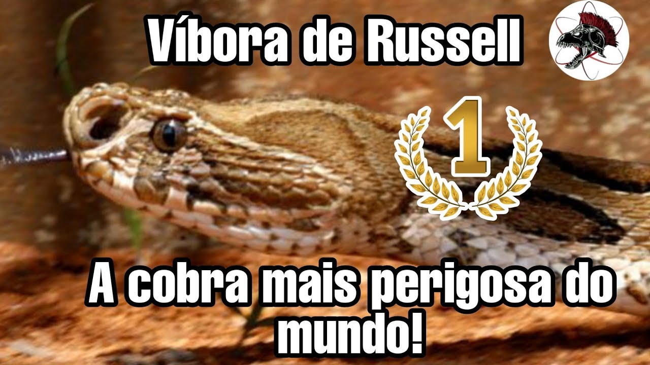 Víbora de Russell a Cobra mais perigosa do mundo | Biólogo Henrique o Biólogo das Cobras