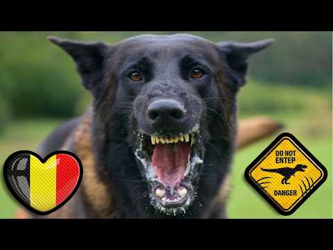 🇧🇪 Malinois defy the laws of physics