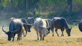 Big Team Buffaloes Eat Grass ep58
