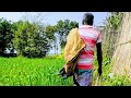 Live Tortoise Hunting Professional Old Man Tortoise Hunting In Beautiful Village Pond