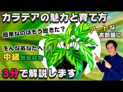 園芸 サフラン カラテア、開花カラテア