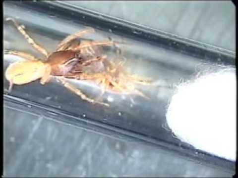 Harpactea sadistica mating