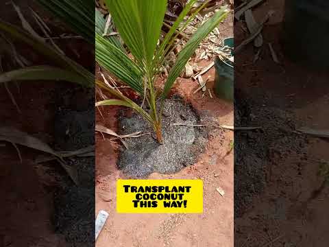 Best Tips to Transplant Coconut you didn't know! 😲!👏🏿👏🏿!#shorts #coconut #biochar#woodash