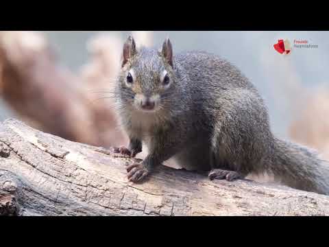 Pater-David-Felsenhörnchen im Tierpark Berlin