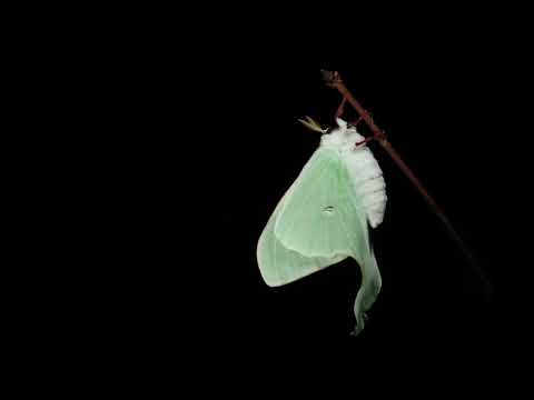 Actias luna expands wings