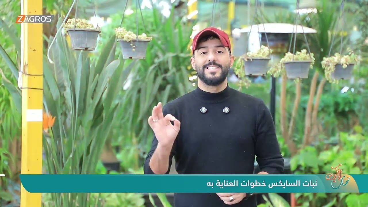 فيديو | نبات السايكس وخطوات العناية بها - نسمات زاكروس
