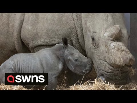Adorable week-old baby rhino charging around after her sudden arrival stunned zoo keepers | SWNS