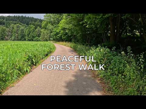 ❤️ Forest Walk On A Sunny Summer Day 🥰 Nature Sounds & Relaxing Ambience