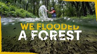 Four years ago we flooded a forest - the results are insane