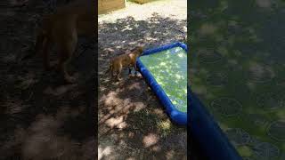 Video preview image #1 Boxer-Unknown Mix Puppy For Sale in Holly Springs, NC, USA
