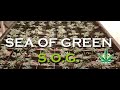 Sea Of Green SoG How And Why