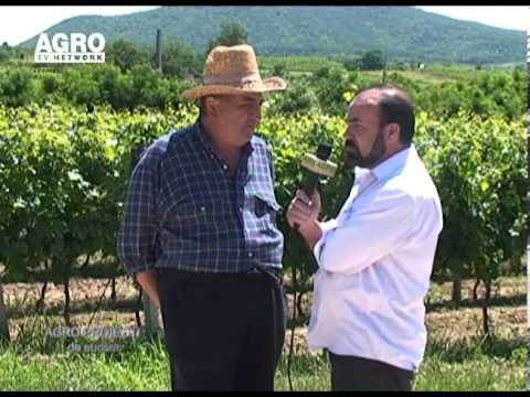 VIDEO REPORT - The Story of the Golden Thief of Halmeu