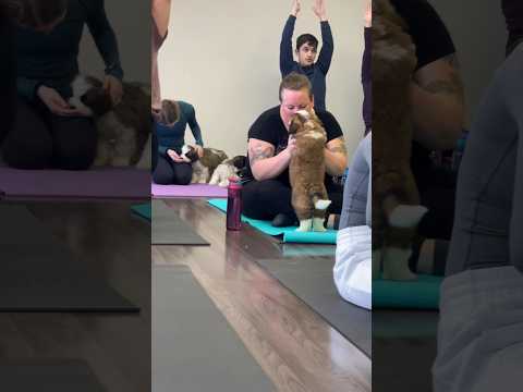 Watch these adorable St. Bernard puppies bring unexpected cuteness to our yoga class #puppyyoga
