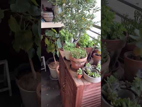 屋外の大きな鉢に太陽の当たる場所に植える 