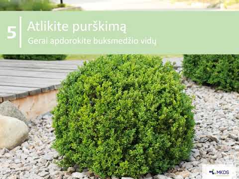 Youtube videoe Feromonas Buksmediniui ugniukui (Cydalima perspectalis), MAXI pakuotė