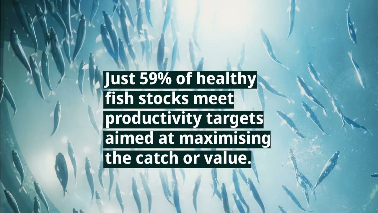 The current state of fisheries: 3 things to know