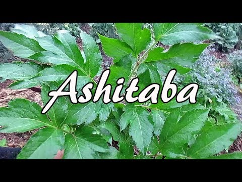 How To Harvest Ashitaba Leaves For Drying & Making Tea | Tomorrow's Leaf Angelica keiskei koidzumi