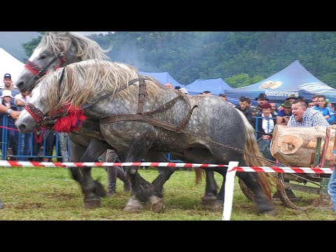 Cai de tracțiune proba de dublu Gilău - Cluj 10 Iunie 2023