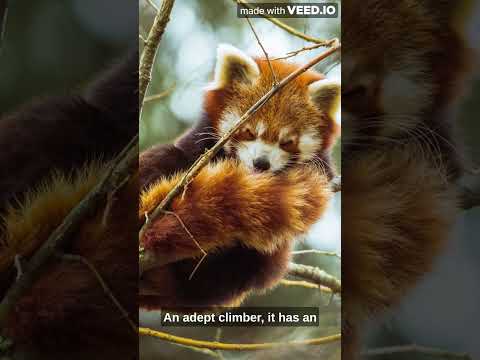 Animal Clips RED Panda #shorts