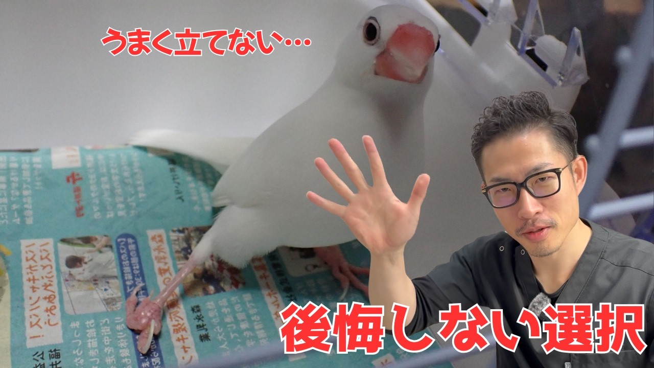 知らないと後悔する文鳥の老化のサイン 5選