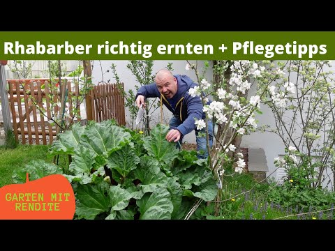 Rhabarber richtig ernten + Pflegetipps