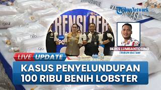 Penyelundupan Benih Lobster Senilai Rp10 M Berhasil Digagalkan, 100 Ribu Benur Diamankan Polda Kepri