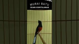 Download lagu Murai Batu Gacor Tembakan Kenari Kuntilanak Panjang  #shorts mp3