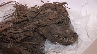 Beneath Peru zoo, traces of ancient dog sacrifices