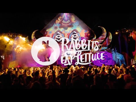 Rabbits Eat Lettuce 2024