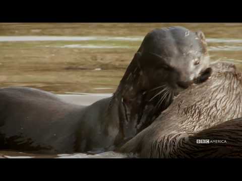 狗狗VS水獺。誰會贏？| 野外城市。新加坡週六晚上9點｜BBC美國 (Dogs vs. Otters: Who Will Win? | Wild City: Singapore Saturday at 9pm | BBC America)