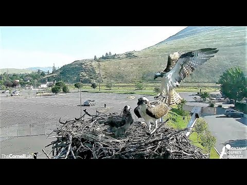 THREE fish deliveries by Louis within an hour! 2018 07 10 11 49 58 754
