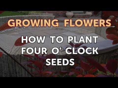 How to Grow Lantana From Saved Seeds