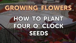 How to Plant Four O' Clock Seeds