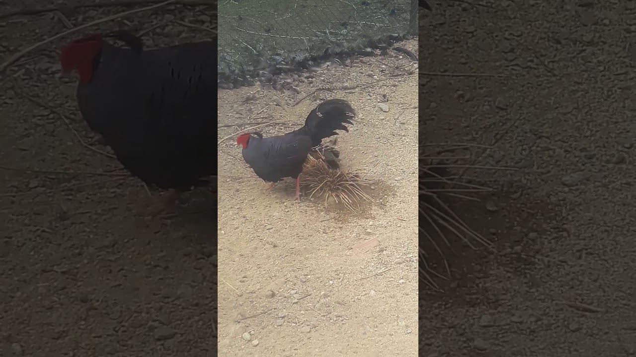 Faisan prélat / faisane prelado