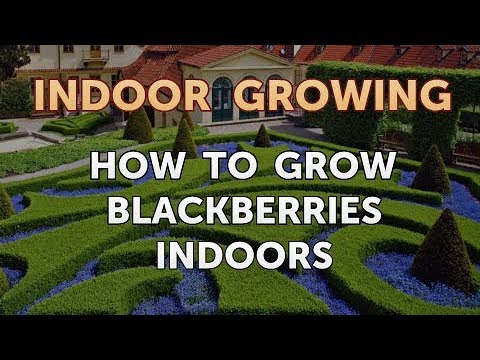 How to Regrow a Broken Aloe Leaf