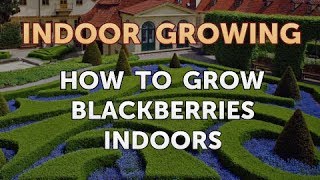 How to Grow Blackberries Indoors