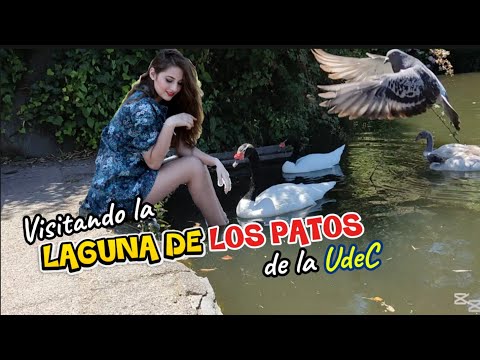 🔥Visitando la LAGUNA DE LOS PATOS en Concepción.🇨🇱