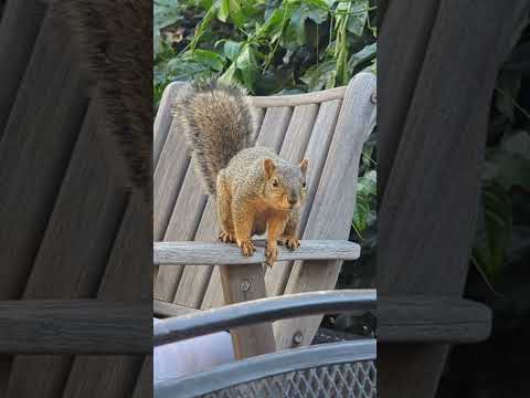 Sourdough Granola: Squirrel-Approved & Nutrient-Dense!