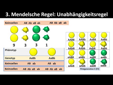 Mendel's 3rd Law - Law of Independent Assortment (Rule of Recombination) - [+ Application Exercis...