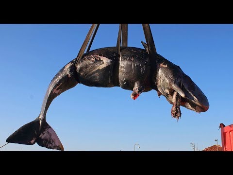 MITTELMEER: Dieser tote Wal hat 22 Kilo Plastik im Bauch