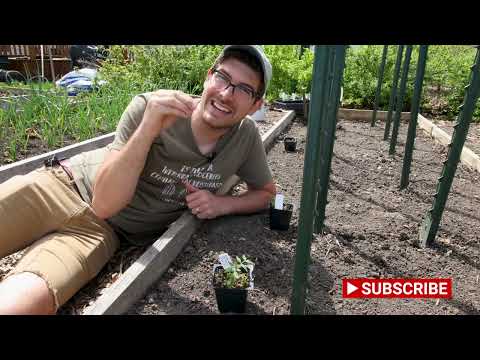 How to Prevent Control Identify Early Tomato Blight SIX Ways