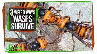 3 Wasps That Will Do Anything to Survive