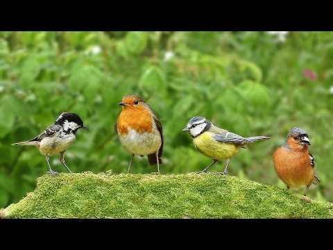 Videos for Cats : Chirpy Birds at Green Hill