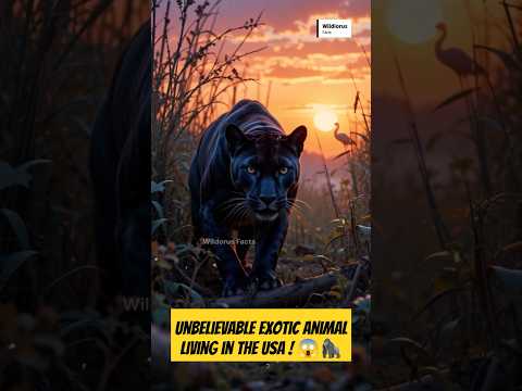 Rare Exotic Animals Found In The USA 🤩