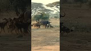 Helpless Buffalo Overpowered by the Sheer Numbers and Aggression of Wild Dogs  #animals #wildlife