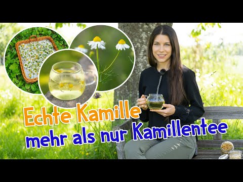 Echte Kamille - mehr als nur Kamillentee 🫖 Sammeln, Trocknen und Verwerten #kamille #wildkräuter