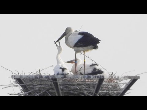 なぜ鳥たちは餌箱に来ないのですか？羽鳥を引き寄せるための適切な解決策  庭園