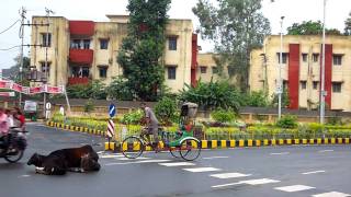 preview picture of video 'Two cows lying in a street of Jabalpur, Madhya Pradesh, India'